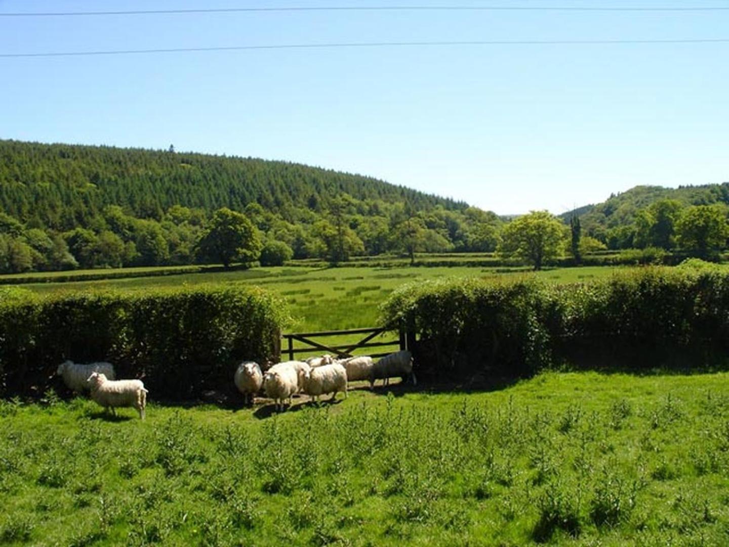 Lewdown Lew Quarry Cottage מראה חיצוני תמונה